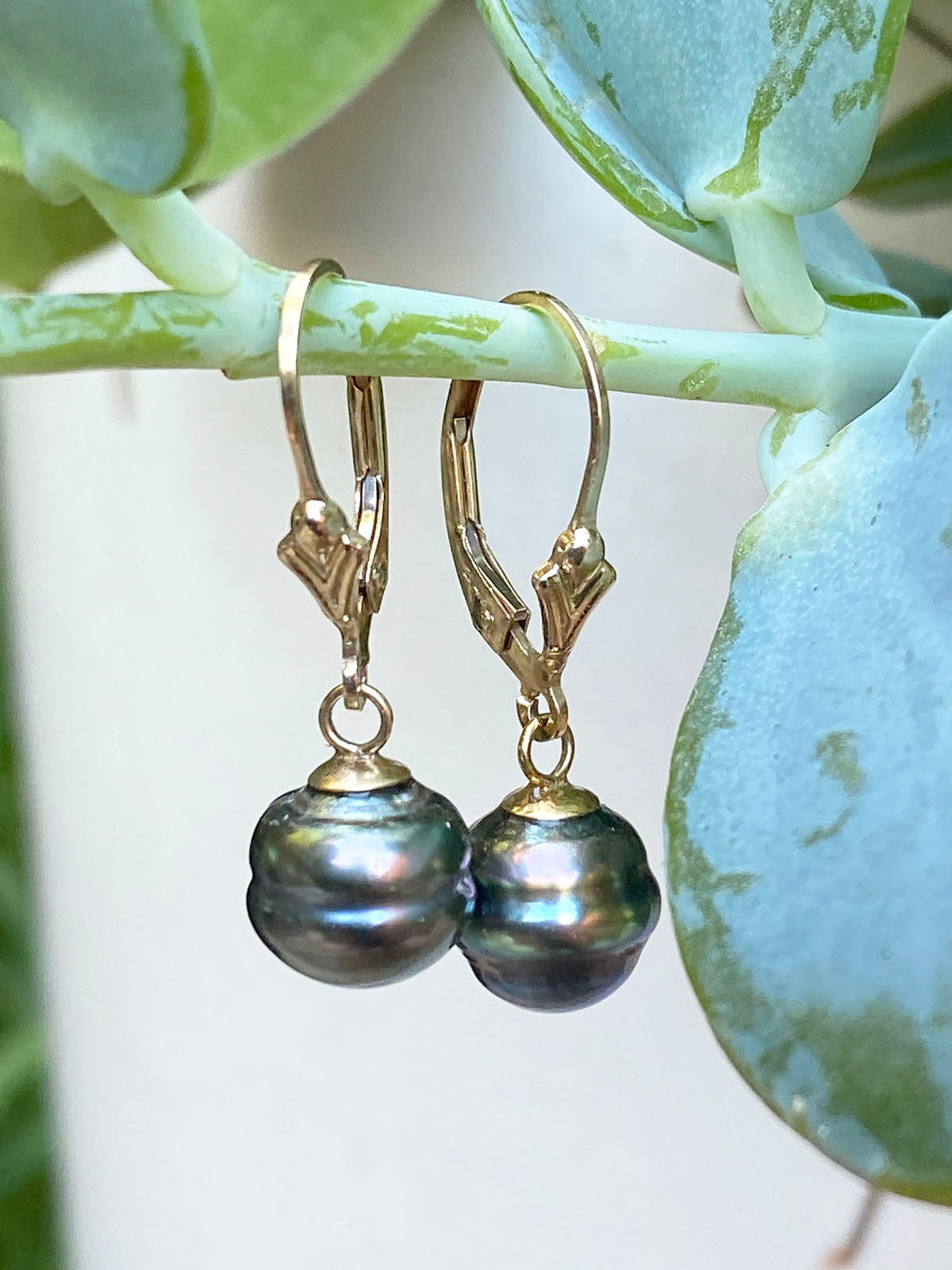 8mm Tahitian Circle Pearl Earrings on 14k GF Wires by Linda Queally